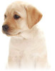 SA Guide Dog